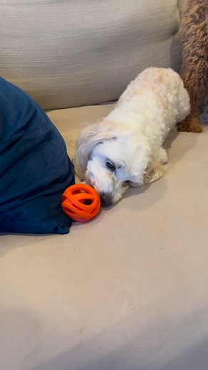 13K views · 528 reactions | Interactive dog toys have so many benefits. These simple toys allow you to put treats inside of them helping you manage a variety of dog behavioral issues including destructiveness, separation anxiety and overall boredom. The concept is a simple game of slowly getting the treats out over the course of several hours. Highly recommended for destructive puppies or high anxiety dogs. | Brandon McMillan | Facebook