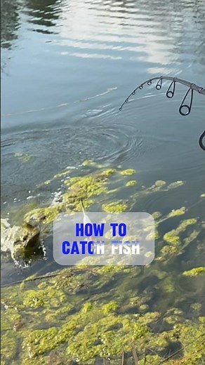 Catch Fish EVERY Time If You Do THIS! 🎣 #shorts #fishing