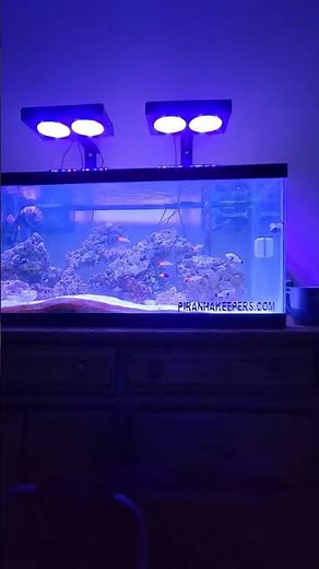 Nicrew HyperReef 100w lights.