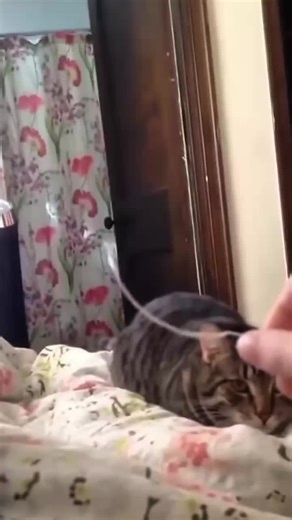 Understanding Cat Behavior: The Rules They Live By