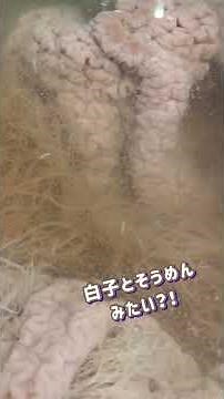 【国立科学博物館】隠れた人気展示！「アニサキス」をご紹介♪ #国立科学博物館 #かはく #アニサキス #寄生虫 #ミンククジラ