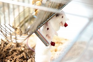 Video of Automated Blood Sampling in Mice  | Instech Laboratories