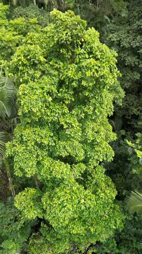 Bali is home to more than 100 hidden waterfalls, scattered across lush jungles, rice terraces, and remote mountain villages. Far beyond the famous beaches and temples, these secret waterfalls offer unique experiences : from powerful cascades to peaceful natural pool waterfalls hidden deep in the jungle. Some waterfalls are easily accessible, while others require jungle trekking, river crossings, and village paths, making the adventure even more rewarding. Natural pool waterfalls in Bali are amon