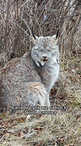 We have TWO Lynx species here at sanctuary— can you tell the difference between the two? 🔎🐾 If you have a really keen eye, then you’d also be able to tell which of our rescued residents are in this video 😉. #canadalynx #lynx #canadianlynx #eurasianlynx #lynxlove | Wildcat Sanctuary