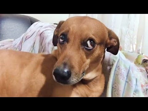 20 MINUTOS DE PERROS SÚPER GRACIOSOS EN VIDEO