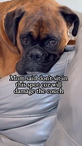 I like it a lot 😁 #teddymyboyboxerlover #boxerdog #doghealth #cutedogs #boxerlover #doglover | Teddy and Me