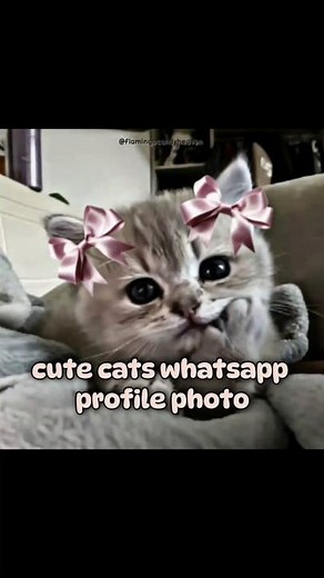 Cute cats whatsapp Profile photo | #shorts #aesthetic #aestheticfeed #whatsapp #profile #pfp #cats