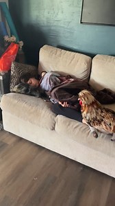 375K views · 7.4K reactions | One of my all time favorite videos! This was so cute and not a set up. I came in from feeding chickens, my daughter was sleeping watching chicken run and Bonnie was sitting on her foot. #chickens #cute #funny | Kara’s chicken coop | Facebook
