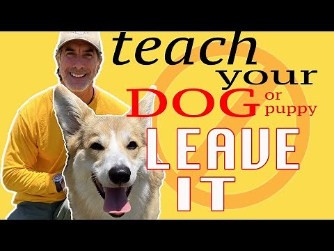 How to Teach ANY DOG to LEAVE IT in 5 Minutes