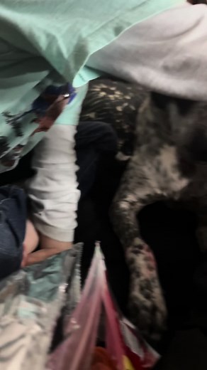 Catladycrazy2 (@catladycrazy2)’s videos with original sound - Jamie