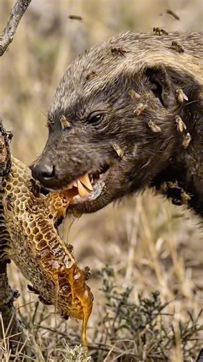 * Why Honey Badgers Are So Dangerous