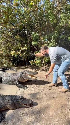 Alligator Feeding at Gatorland in Florida! #shortsfeed #youtubeshorts #alligator