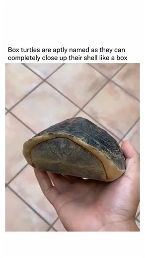 Brainy things | 🐢 Box Turtles: Nature’s Little Fortresses 🌿 With their hinged shells, box turtles can close up tight, hiding completely from predators.... | Instagram