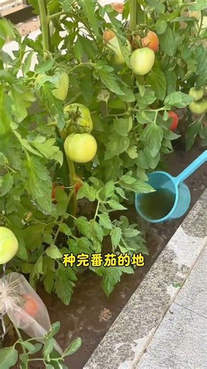 Vegetable crop rotation tips #TipsAndTricks #AgriculturalKnowledge #GrowingVegetables #HomeGrowin...