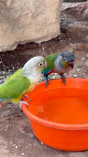 Different Types of Conure Parrot Bird Happy Sounds