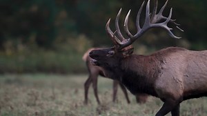 17K views · 586 reactions | Elk in Tennessee - Healthy, Growing,...