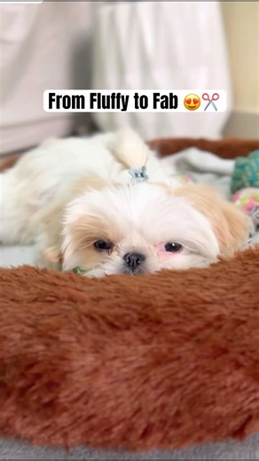 From Fluffy to Fab || Shih Tzu Hair Cut😍✂️#shorts #shihtzu #pets