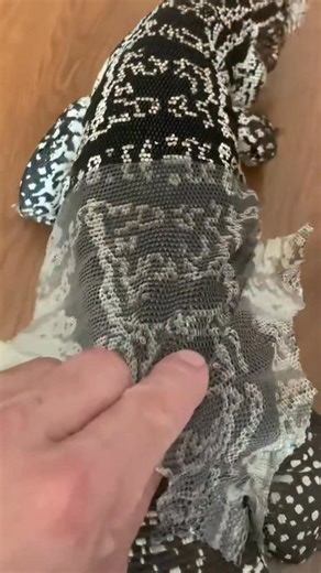 Lizard Tegu Enclosure Shedding Skin #LizardPeelOff #LizardShedding #ReptileShedding #LizardSkin #SheddingSatisfy #SatisfyingPeel #ReptileCare #ReptileLove #ReptileCommunity #ReptileLovers #LizardCare #LizardLove #SatisfyingVideos #OddlySatisfying #PeelOffSkin #NatureSatisfying #ReptileFacts #ReptileWorld #LizardLife #ExoticPets #AnimalCare #PetLizard #PetReptile #SatisfyingContent #AnimalSatisfying #PeelingSatisfaction #ReptileObsessed #ReptilesOfInstagram #LizardOfInstagram #NatureMagic #Wildli