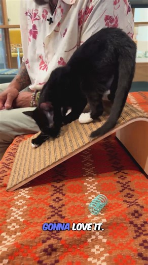 Your couch called. It says thank you. Meet the new Scratchify! Incline Scratcher - designed for cats who love to scratch high, low, or anywhere in between. Built to last, built to look good, and built for cat happiness. #Scratchify #JacksonGalaxy #CatFurniture #HappyCatHappyHome | Jackson Galaxy