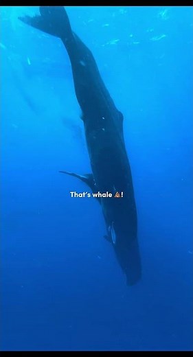 Whale Poop Is Worth More Than Gold?! 🐋💩 | Ambergris Explained