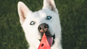 10 Collations rafraîchissantes pour les chiens