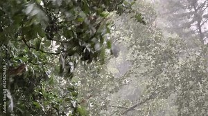 Strong storm with heavy rain hail and hurricane wind breaking trees during severe weather