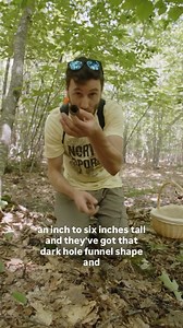 54K views · 954 reactions | Black Trumpet mushrooms, sometimes called...