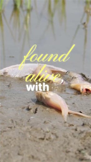 The Place Where It Rains Fish | A Real Phenomenon #facts #science #earth