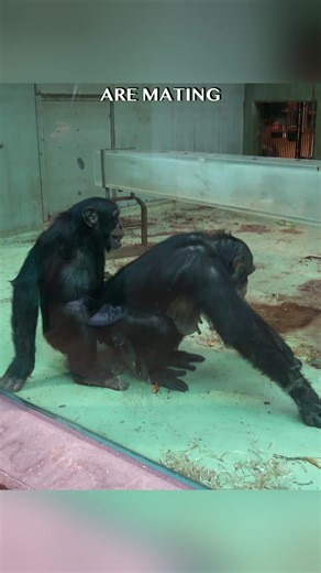 Chimpanzee Behavior Insights: What You Need to Know