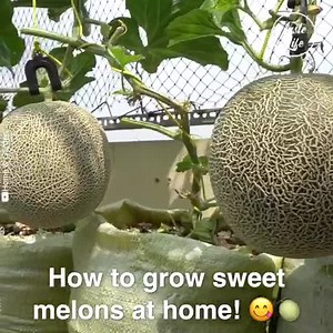 3.3K views · 70 reactions | How to grow sweet melon at home? | Smart Garden | Facebook