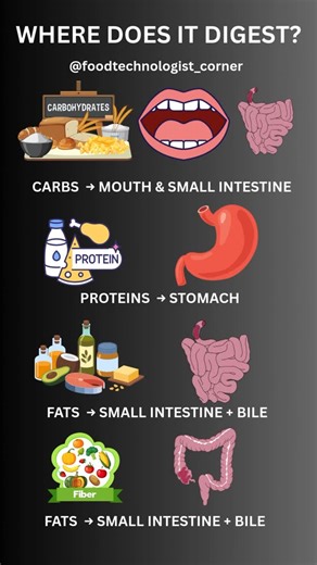 Food_Feeds I Food Technology · Food Science · Nutrition on Instagram: "👀 Ever wondered where your food actually digests inside you? Carbs start breaking down in your mouth, proteins meet the stomach acids, fats wait for bile in the small intestine, and fibres mostly reach the large intestine. This isn’t just trivia — it’s the science of how your body fuels, repairs, and cleans itself every single day. Save 🔖 this reel for your next exam / fitness prep, and share it with someone who still think