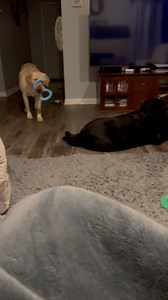 Such a silly Ninja 🥷 #sillymoments #funnyreels #funnycute | Winston, Rutledge and Reggie the funny Labs