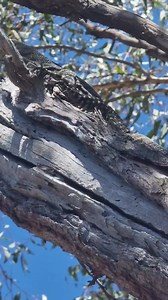 These guys, Goannas, are Australia's biggest predator lizards. Growing up to 2.5 meters long, they hunt by scenting with their toung and swallow their prey whole by dislocating their jaws. Welcome to Australia 🇦🇺 😄 | Vo-Gus Prospecting