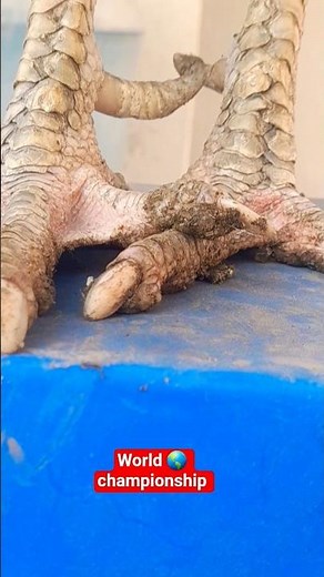 it's the world 🌎 biggest fighter, java. Those who have bestfighter sent me location#viralvideo#fypシ