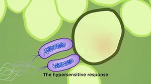 27K views · 920 reactions | Evolution of plant pathogenic bacteria to defeat host resistance: The Molecular Plant Pathology lab at UWE Bristol is headed by Professor Dawn Arnold. This animation aims to provide a glimpse into the scientific work that they do in the Arnold lab. | Sci Ani | Facebook