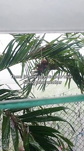 Rainy days and high humidity can negatively impact epoxy resin projects due to moisture interfering with the curing process. Moisture can cause the resin to develop a cloudy or hazy appearance, create a waxy or greasy film (amine blush), and even weaken the bond of the resin to the substrate. High humidity can also trap bubbles or foam within the resin, and potentially slow down or prevent the resin from fully hardening. Pouring resin during a rainy day is a big gamble but not impossible. You ju