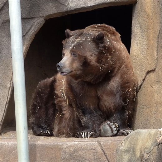29K views · 1.2K reactions | Tired of trying to plan your spring break? We can bear-ly wait for you to visit March 24-28 to enjoy fun and educational animal enrichment activities with otters, elephants, lions, and more! (Besides, this is the time of year when you might start to see the Grizzly bears venturing out of their dens.)  | Milwaukee County Zoo | Facebook