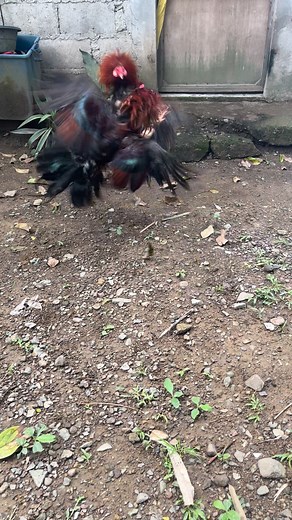 AK-47 💪 | Jhon Lester Rebias Dacuyan