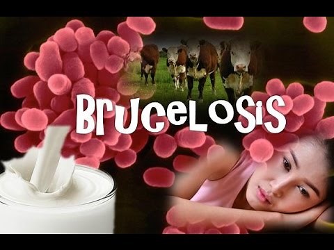 Brucelosis (Brucella)