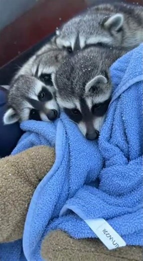 Frozen Raccoon Family Rescued from Trash Compactor—Kits Revive in Tearful Reunion #blizzardrescue
