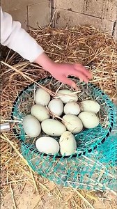 How to Collect Black Swan Eggs Safely For Artificial Hatching | Captive Breeding Guide