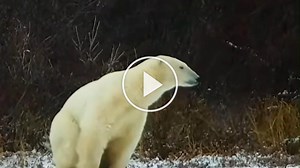 How a new AI-powered radar is helping protect polar bears