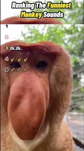 Ranking the funniest monkey sounds #shorts