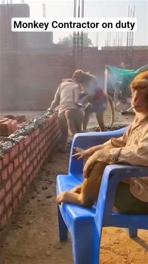 Monkey Contractor & Workers 😂#FunnyMonkeys #MonkeyLaborers #ViralVideo #FunnyAnimals #viral short