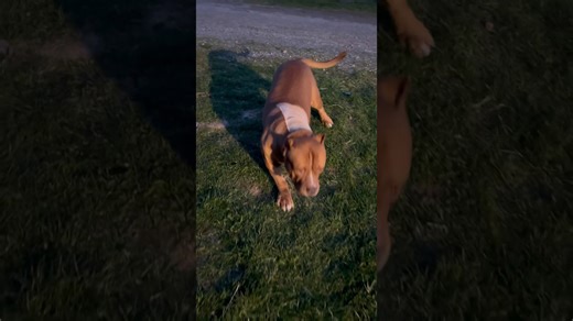 "My Three-Legged Dog Is Thriving, Thanks To His New Wheelchair"