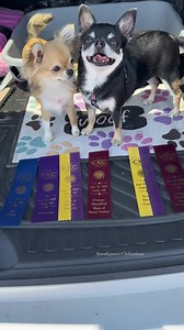14K views · 1K reactions | It’s easier to win when there is no competition.  #chihuahualover #chihuahua #puppy #winning #cutedogs #dogmomma #dogshowlife | Spunkypaws Chihuahuas | Facebook