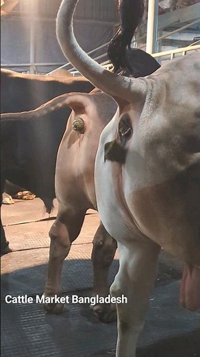 Cow Pooping Time 🤣🥴