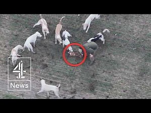 Foxes ‘torn apart’ in shocking footage of illegal hunts in UK