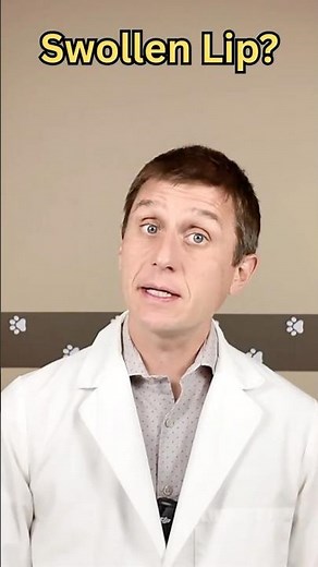 Why Is My Cat’s Lip Swollen? #Cat #cats #catshorts #catvideos #pets #pet #animals #animal