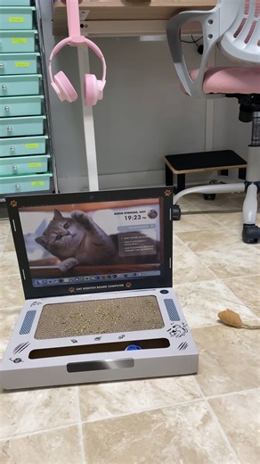 39K views · 4.8K reactions | Eric hard at work, cookin' up some posts.  #cats #catlover #cutecat #bcrmagic #blindcat #catsofinstagram #fiv #felv #explorepage #follow #catpeople #nonprofit | Blind Cat Rescue and Sanctuary, Inc. | Facebook